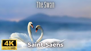 SaintSaëns  The Swan  Le cygne 4K [upl. by Claudette437]