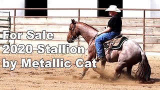 For Sale 2020 Metallic Cat Stallion [upl. by Niak753]