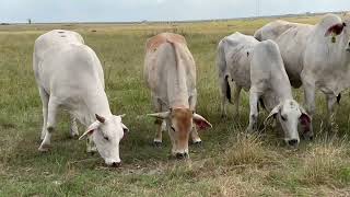 Six Brahman Cows 0530 [upl. by Hardi135]