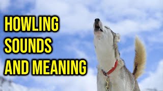 10 Dog Breeds Howling Sounds And Meaning Amazing Dogs [upl. by Telfore]