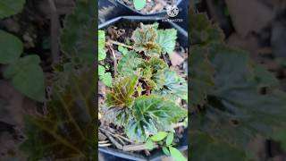 quotBegonia Bulbs Growing Nicely After 3 Weeksquot shorts begonia update [upl. by Britte]