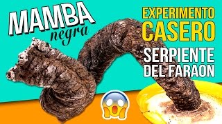 ¡¡Experimento ASOMBROSO 🐍🐍 SERPIENTE del FARAÓN o MAMBA NEGRA  Experimentos de QUIMICA caseros [upl. by Arleyne127]