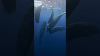 Whale Family Moment to Remember 🐋💙🦈🤿🌊shorts youtubeshorts shortsfeed shortvideo viralvideo [upl. by Harper]