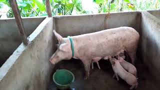 PIGGERY FARM 🐖 backyard life in bukidnon [upl. by Burlie]