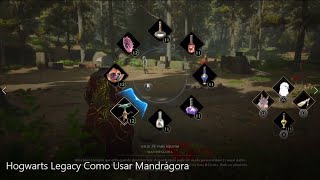 Hogwarts Legacy Como Usar Mandrágora [upl. by Felise551]