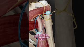 Intermuscular Spaces Anatomy 3d  medicalmedics 3d anatomy viral shorts [upl. by Ilagam304]