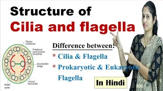 Structure of Cilia and Flagella  Difference between cilia and flagella  NEET  in Hindi [upl. by Glanti]