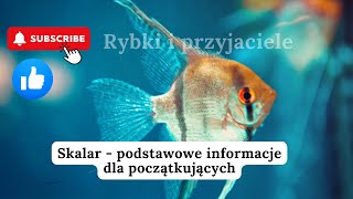 SKALAR PODSTAWOWE INFO DLA POCZĄTKUJĄCYCH  RYBKI I PRZYJACIELE [upl. by Halludba740]