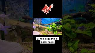 Il mio acquario di pesci rossi goldfish [upl. by Tekcirk]