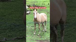 Palomino brumby [upl. by Azral258]