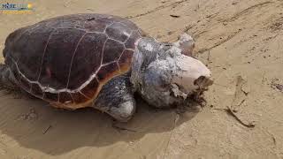 Sicilia gigantesca tartaruga quotCaretta Carettaquot trovata morta VIDEO [upl. by Tierney]