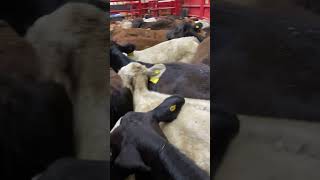 2021 JR NFR in the Fort Worth Stockyards rodeo [upl. by Regan950]