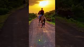 Kathiyawadi ghoda horse kathiyawadihorse status shorts [upl. by Aicrag]