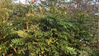 Mahonia Japonica [upl. by Sucramej]