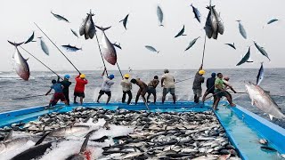 How To Pole and Line Tuna Fishing  Giant Bluefin Tuna Fish Cutting Skill Sashimi [upl. by Enitsenre]