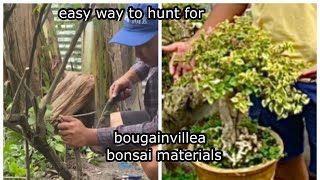 easy way to hunt and graft your perfect bougainvillea materials for bonsai [upl. by Toogood]