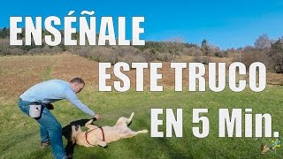 Enséñale Este Truco en 5 min  Adiestramiento Canino en Positivo [upl. by Pilihp]