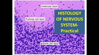 1 Histology of Nervous Tissue Practical [upl. by Wagner55]