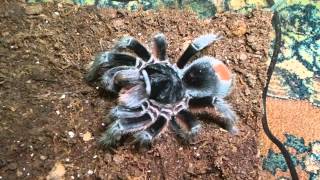 Grammostola alticeps [upl. by Woodley819]