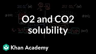 O2 and CO2 solubility  Respiratory system physiology  NCLEXRN  Khan Academy [upl. by Anilave]