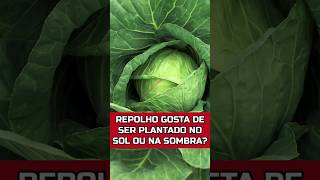 REPOLHO GOSTA DE SOL OU SOMBRA hortaemvaso plantas culinária [upl. by Aicilyt]