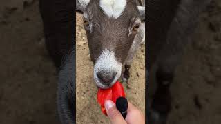 Feeding Our Momma Goats farmlife cutefarmanimals babyanimal babyanimals goat funny animals [upl. by Milan]