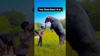 New trick Jhota ko paro par khad Krna ke 🐃🔥 2024 jhota viralvideo trendingshorts shorts video [upl. by Outhe]