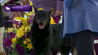 Beaucerons  Breed Judging 2023 [upl. by Sello]