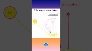 Photosynthesis Cyclic Photophosphorylation [upl. by Rehpotsirahc37]