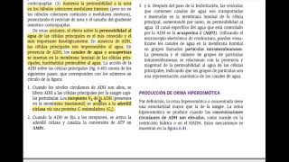 ADH hormona Antidurética Vasopresina Fisiología renal [upl. by Hanfurd]