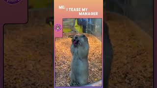 Laughter alert Watch this and try not to cry laughing 🐾🤣 l MemeTherapy AnimalAdda [upl. by Carisa]