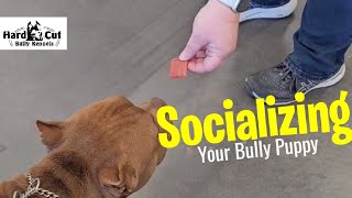 How To Take Your Puppy Out In Public americanbully pickofthelitter pocketbully [upl. by Prima]