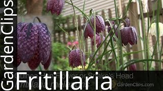 Guinea Hen Flower or Snakes Head  Fritillaria meleagris  How to grow Fritillaria [upl. by Haerle]