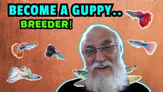 Become A Guppy Breeding Pro How To Breed Prizewinning Fish [upl. by Justin]