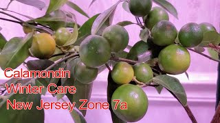 CalamondinCalamansi Winter Care and Harvest  Indoor Citrus Garden Winter Care  NJ and TX Garden [upl. by Neeroc]