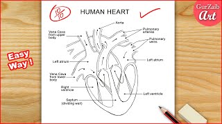 Human Heart Diagram Drawing Labelled  easy way  Step by step [upl. by Nathalia]