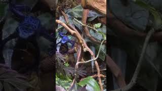 лягушка 🐸 голубой древолаз dendrobates azureus [upl. by Scarito]