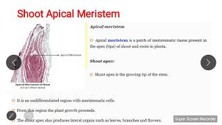 Shoot Apical Meristem [upl. by Fritze514]