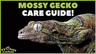 New Caledonian Mossy Gecko Chahoua Gecko Care Guide  How To Care For Your Mossy Gecko [upl. by Hettie201]