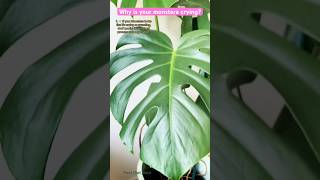 Why are there drops on my Monstera plant It’s guttation monsterplant monstera plantcaretips [upl. by Etnohs138]