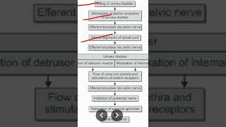 Micturition reflex [upl. by Waylen]