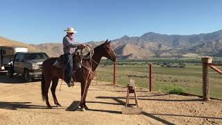 ROPING SHOTS  QUESTIONS ON THE DEL VIENTO amp THE FLANK SHOT [upl. by Ajssatan]