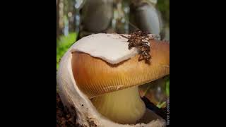 Amanita Photographer [upl. by Cis982]