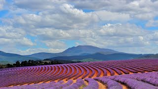 Bridestowe Lavender Farm northeast Tasmania [upl. by Rafat]