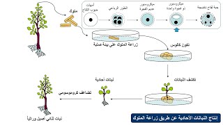 Haploid Plants Production إنتاج النباتات الأحادية [upl. by Costin]