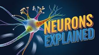 Neurons Explained Animation Types Functions Parts and Structure of Neurons [upl. by Sillyhp]