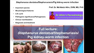 Stephanurus dentatus infection Cause morphology life cycle pathogenesis diagnosis and treatment [upl. by Danni]