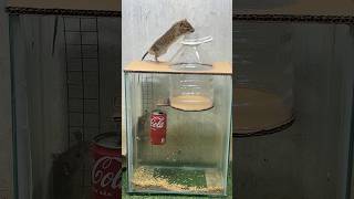 Best home mouse traprat trap [upl. by Amr]