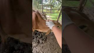 Vitamin injection in Braman cross cattle cow shorts animals [upl. by Ahsenak251]