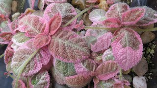 Episcia Tour 2021 and How I Grow Them [upl. by Raimundo433]